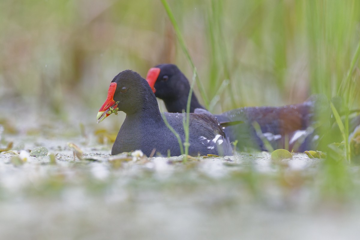 Common Gallinule - ML620757175