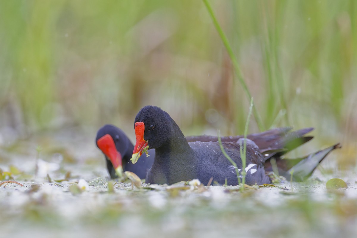 Common Gallinule - ML620757176