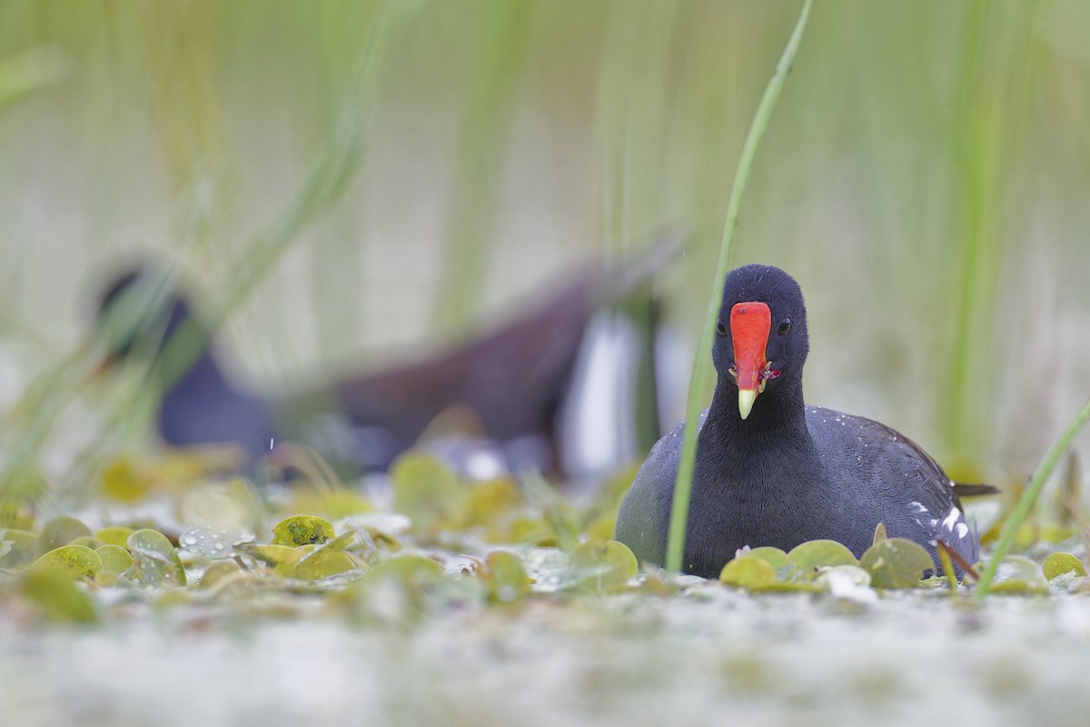 Common Gallinule - ML620757177