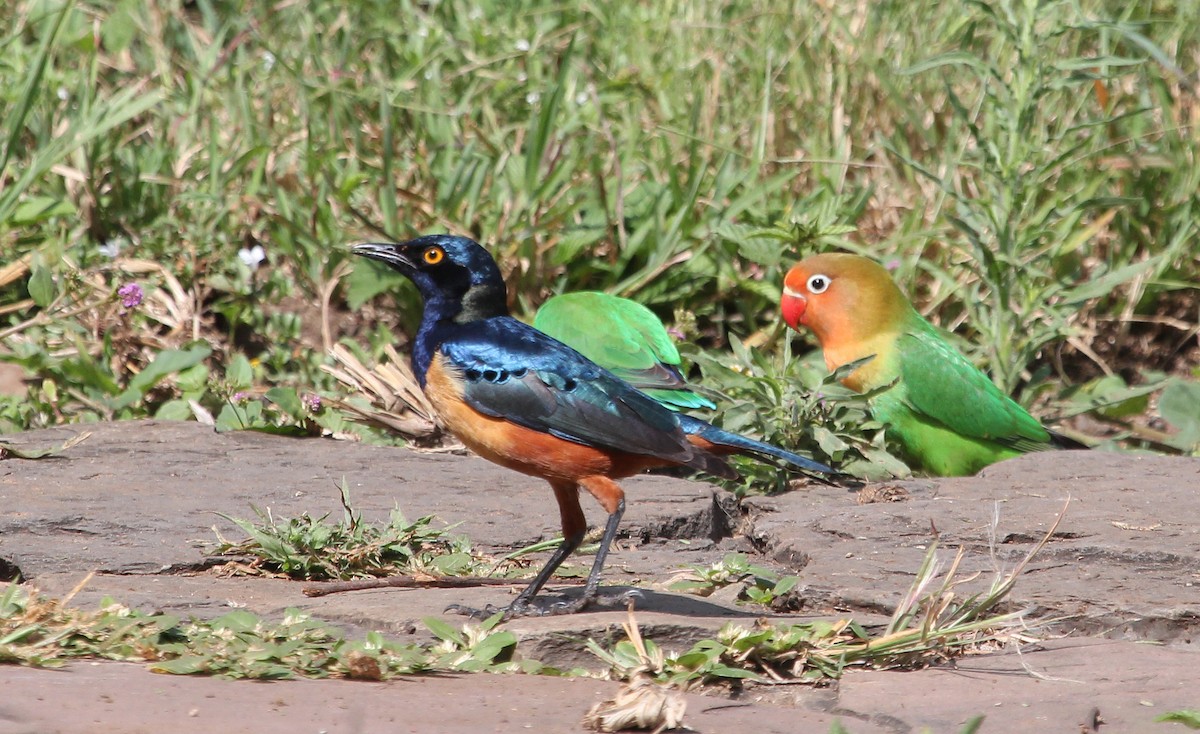 Hildebrandt's Starling - ML620757181