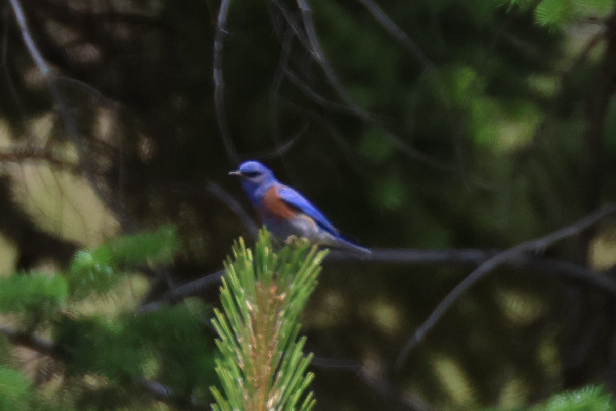 Blaukehl-Hüttensänger - ML620757184