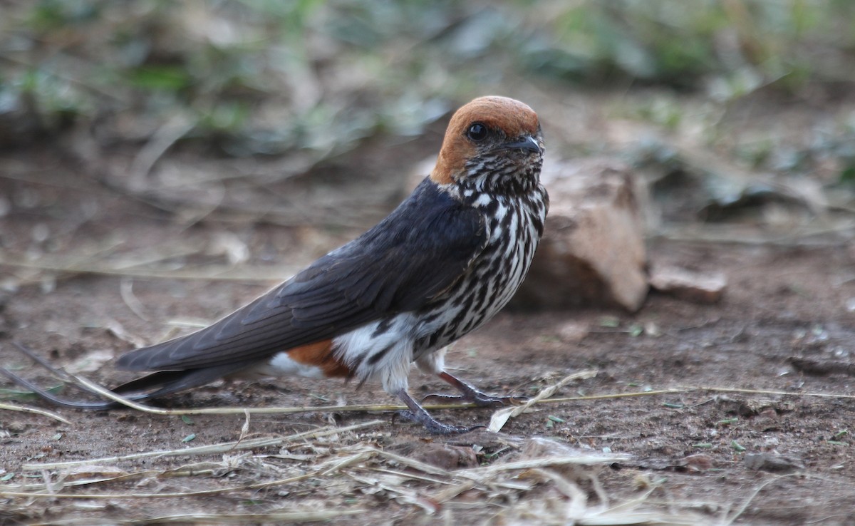 Lesser Striped Swallow - ML620757186