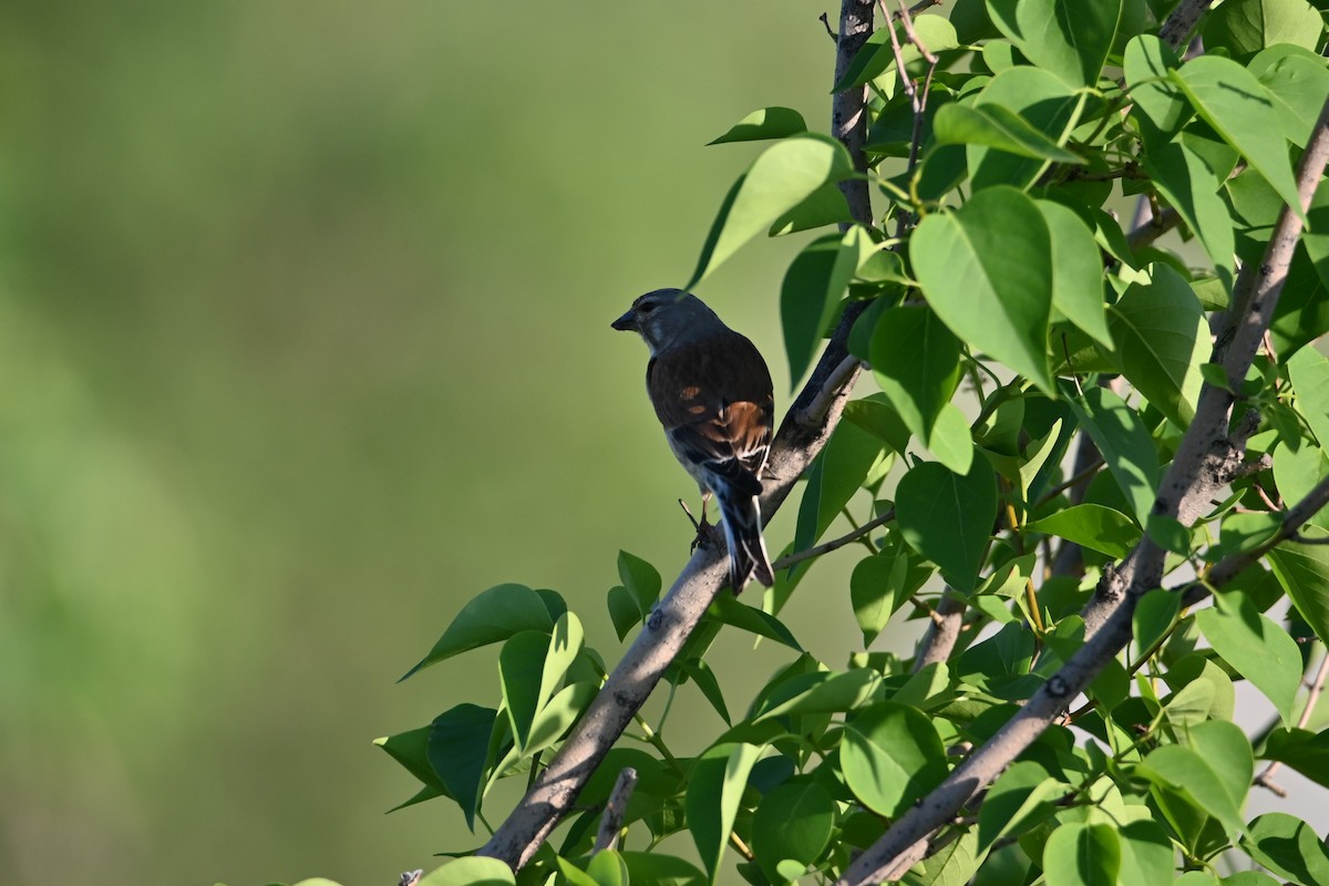 Eurasian Linnet - ML620757190