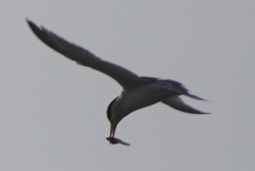 Least Tern - ML620757208