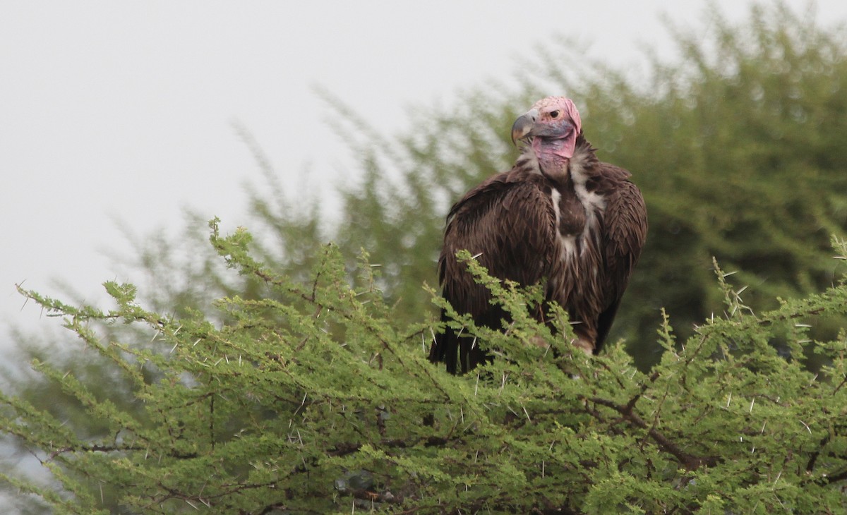 Lappet-faced Vulture - ML620757209