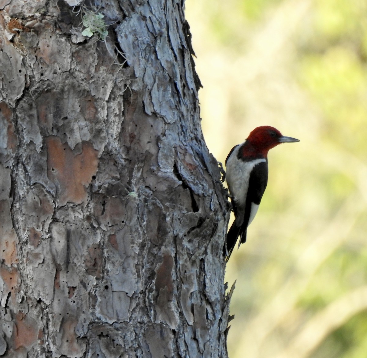 Red-headed Woodpecker - ML620757221