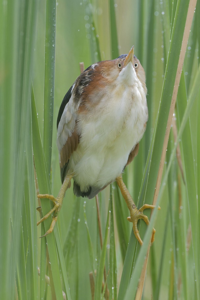 Least Bittern - ML620757245