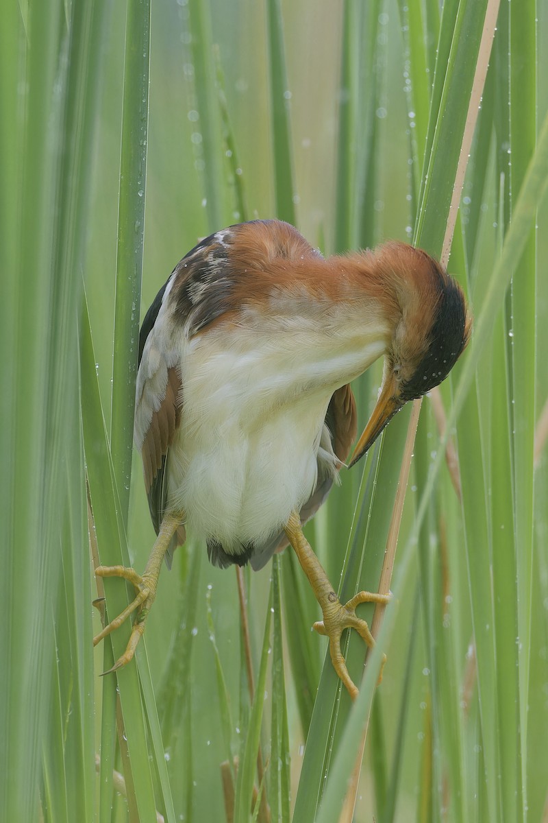 Least Bittern - ML620757246