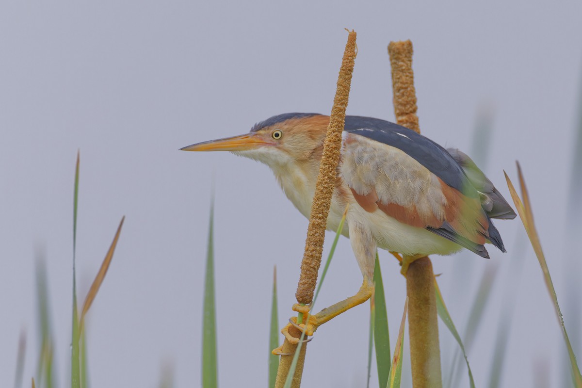 Least Bittern - ML620757247