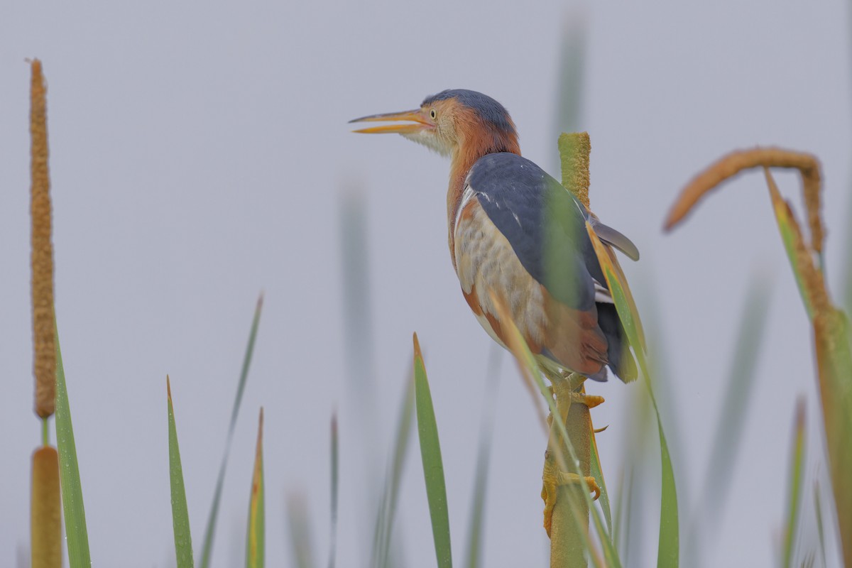 Least Bittern - ML620757248