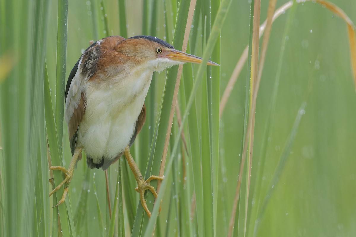 Least Bittern - ML620757249