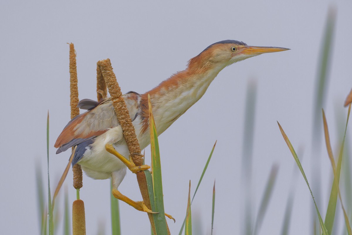 Least Bittern - Mario St-Gelais