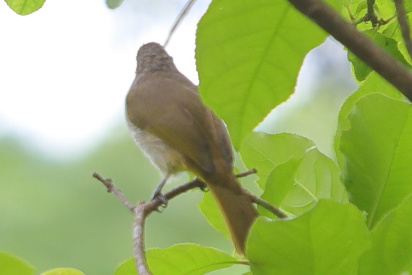 Stripe-throated Bulbul - ML620757251