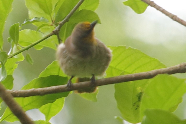 Stripe-throated Bulbul - ML620757253