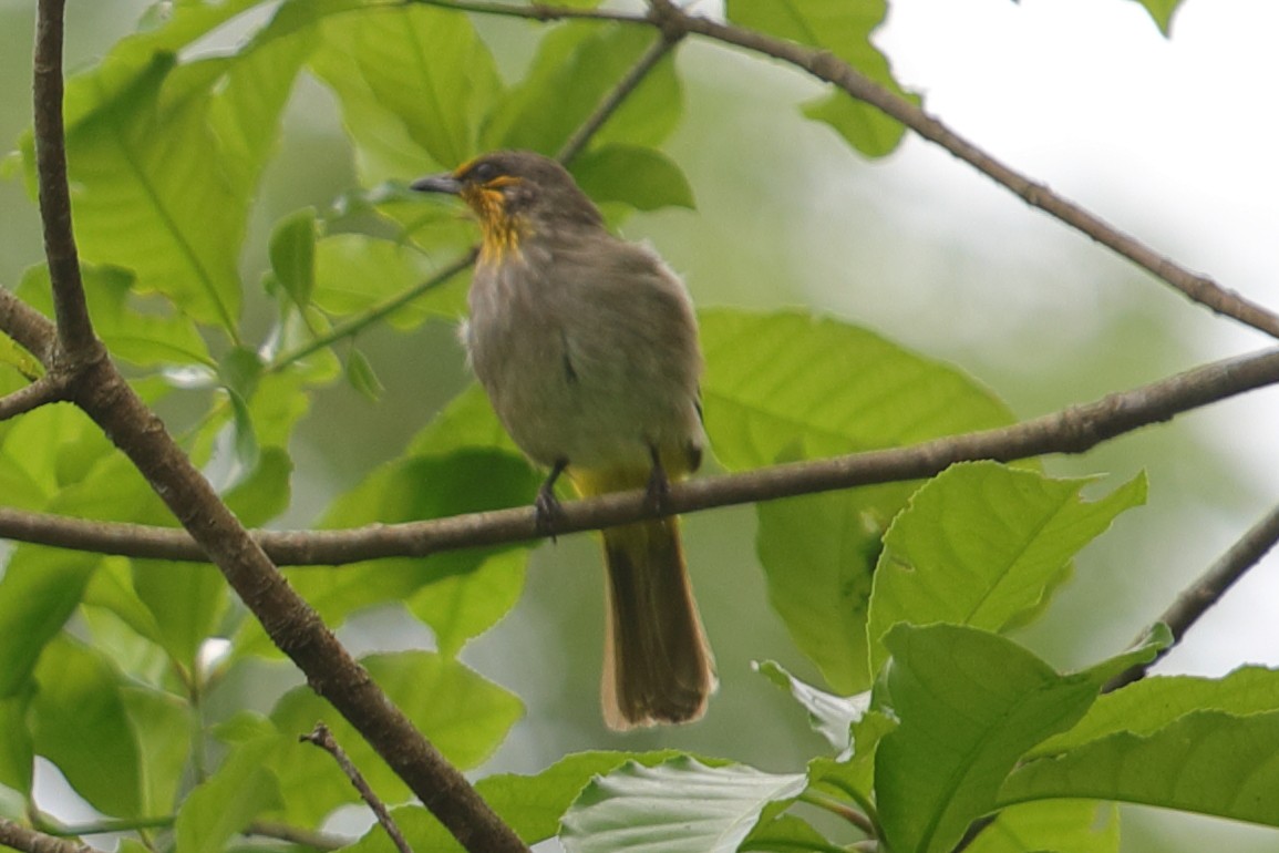 Stripe-throated Bulbul - ML620757255