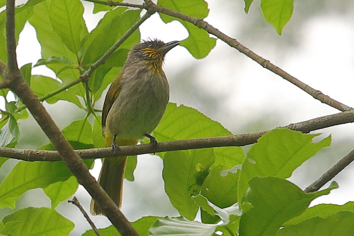 Stripe-throated Bulbul - ML620757256