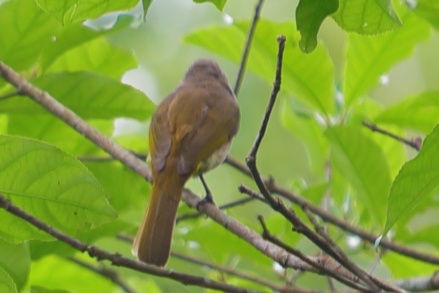 Stripe-throated Bulbul - ML620757257