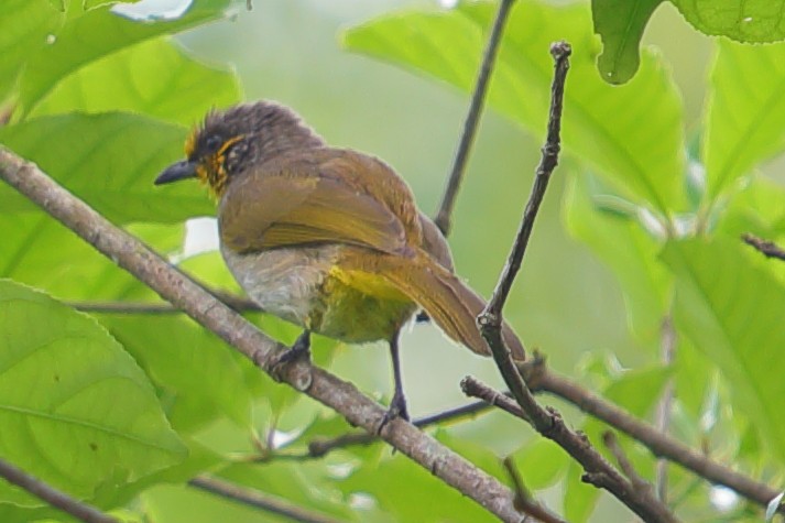 Stripe-throated Bulbul - ML620757258