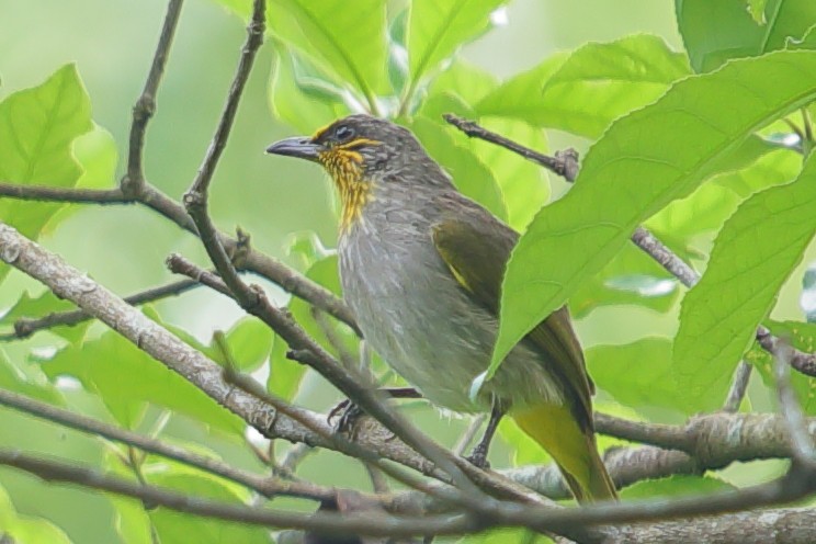 Stripe-throated Bulbul - ML620757259