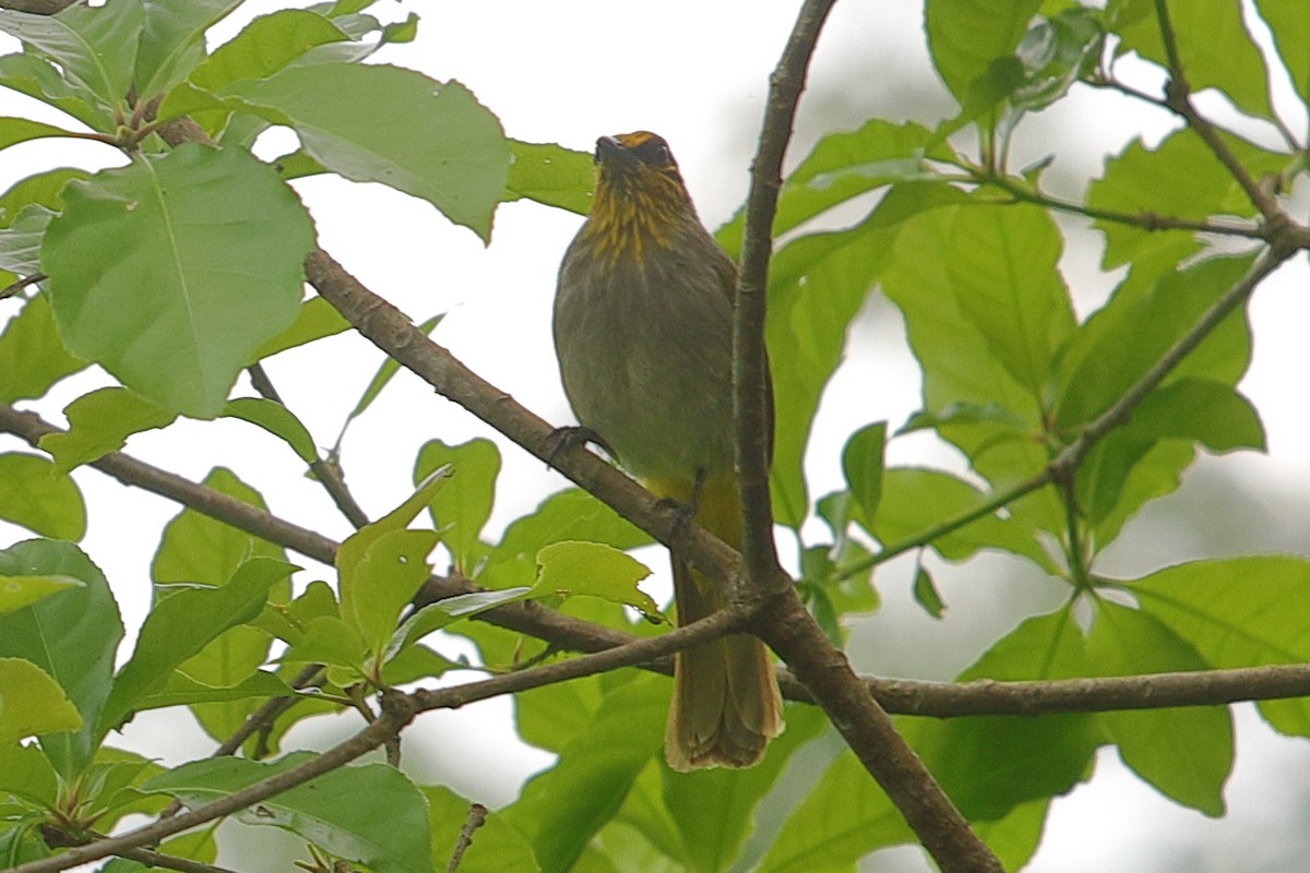 Stripe-throated Bulbul - ML620757260