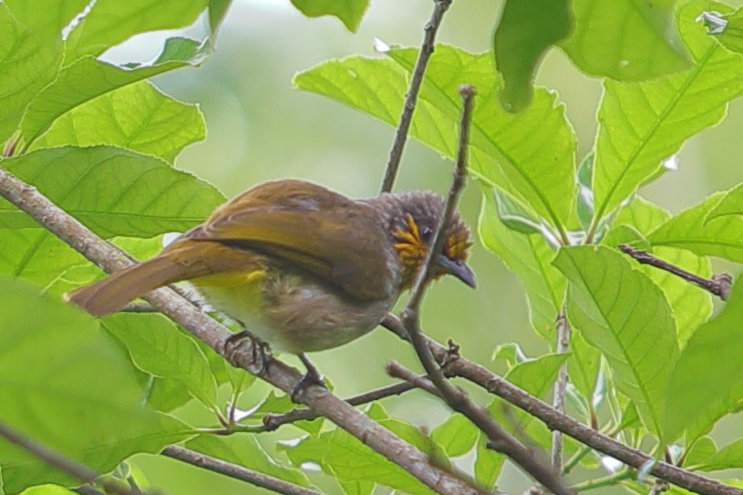 Stripe-throated Bulbul - ML620757261