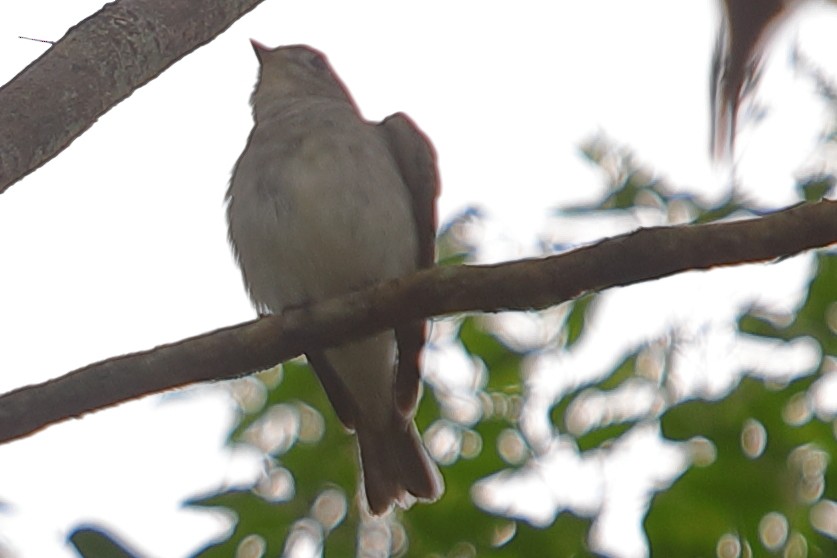 Stripe-throated Bulbul - ML620757262