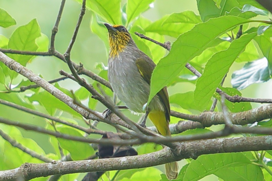 Stripe-throated Bulbul - ML620757263