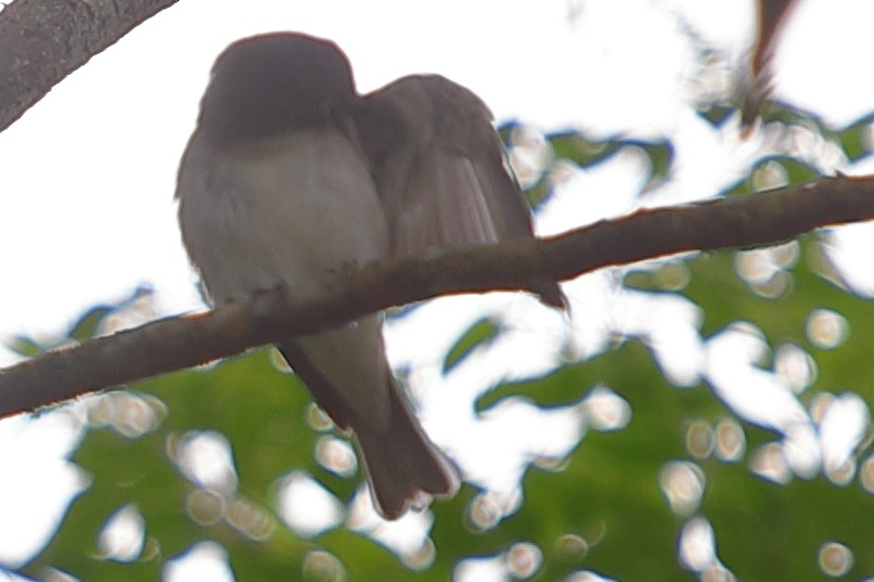 Asian Brown Flycatcher - ML620757269