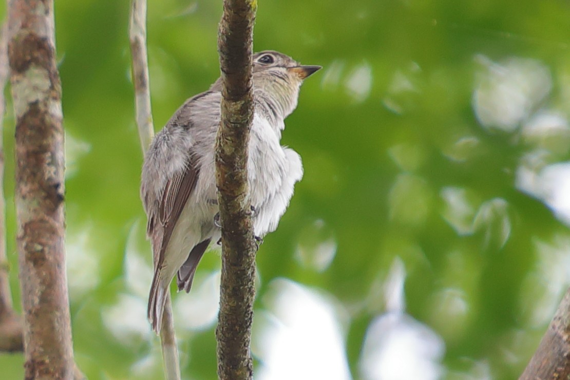 Asian Brown Flycatcher - ML620757271