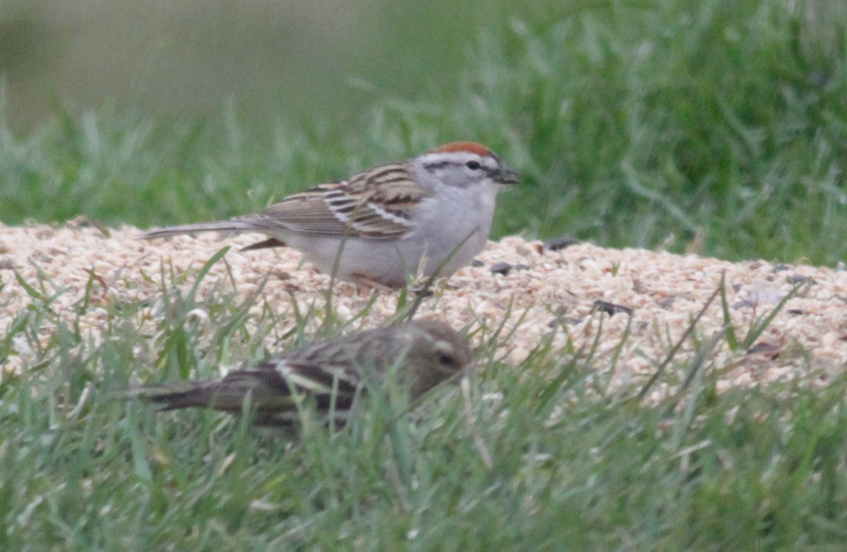 Chipping Sparrow - ML620757274