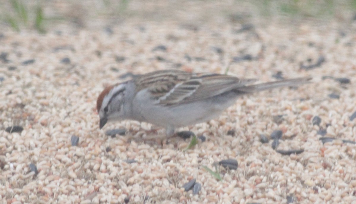 Chipping Sparrow - Randolph White 🦅