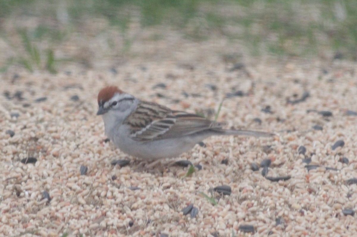 Chipping Sparrow - ML620757276