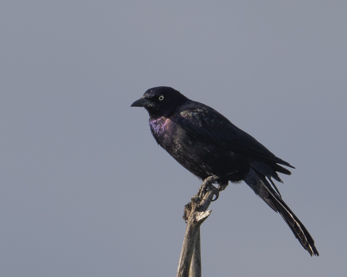 Common Grackle - ML620757278