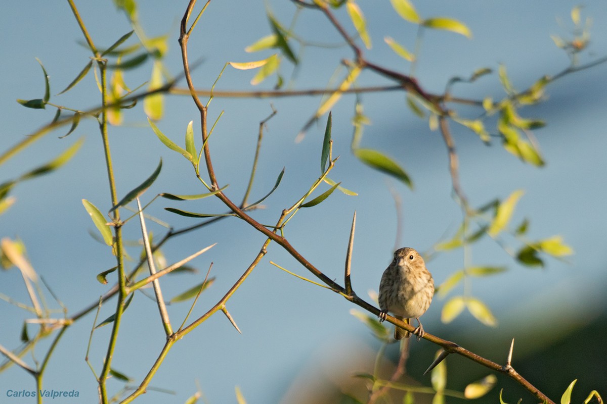 Saffron Finch - ML620757282