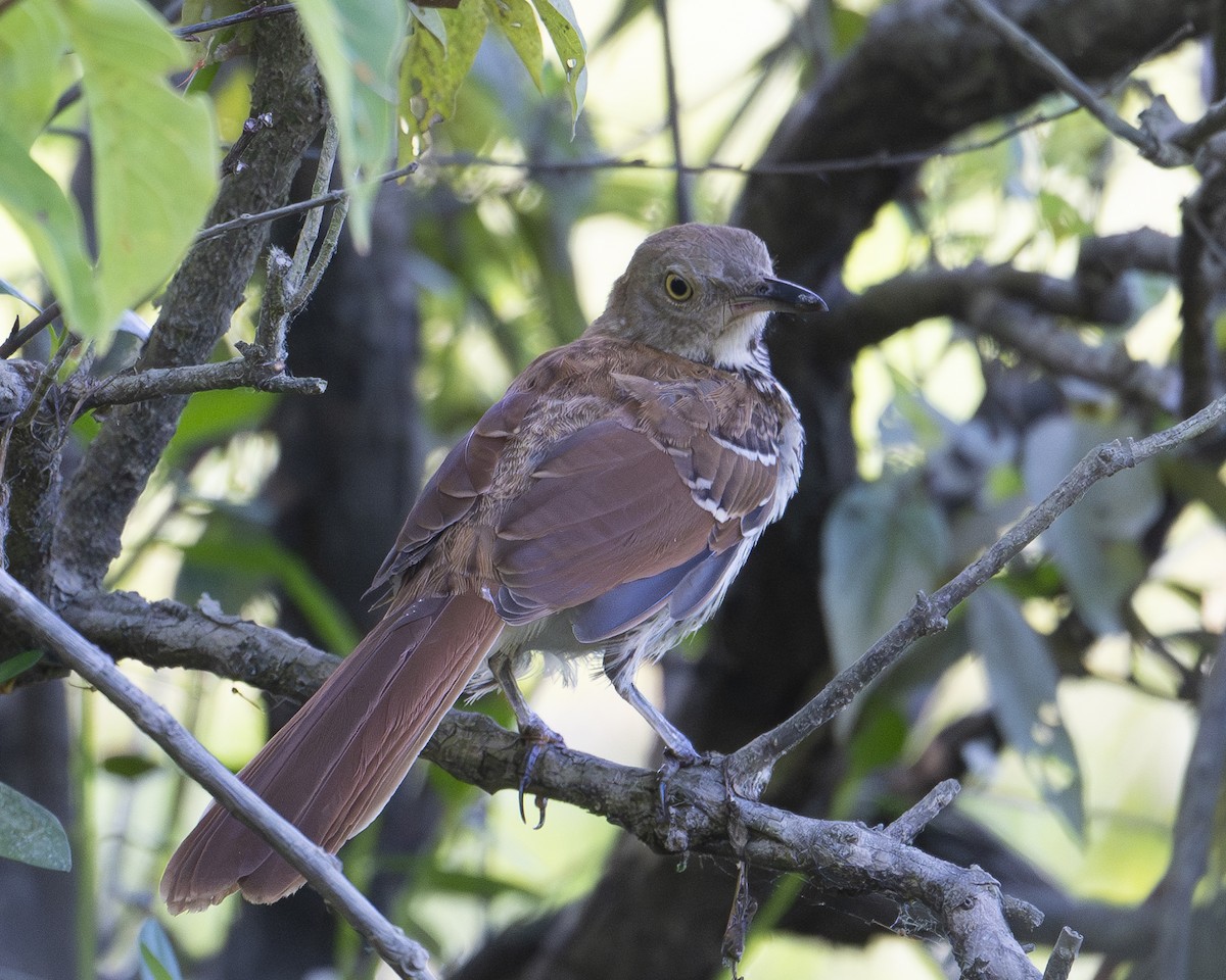 Brown Thrasher - ML620757294