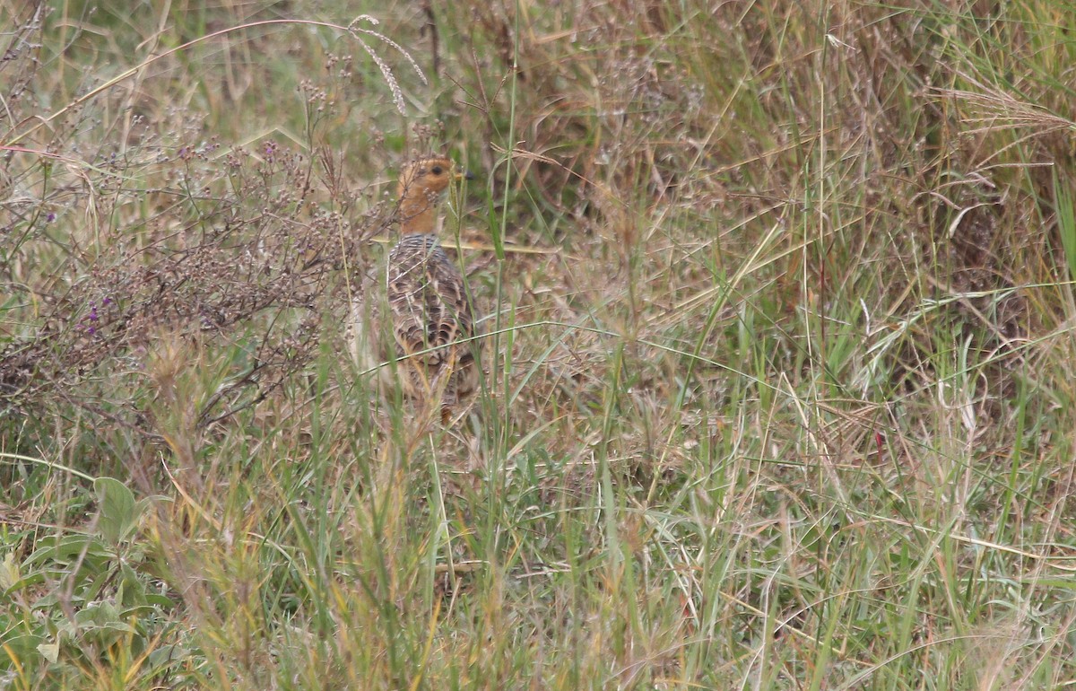 Francolín Coqui - ML620757295