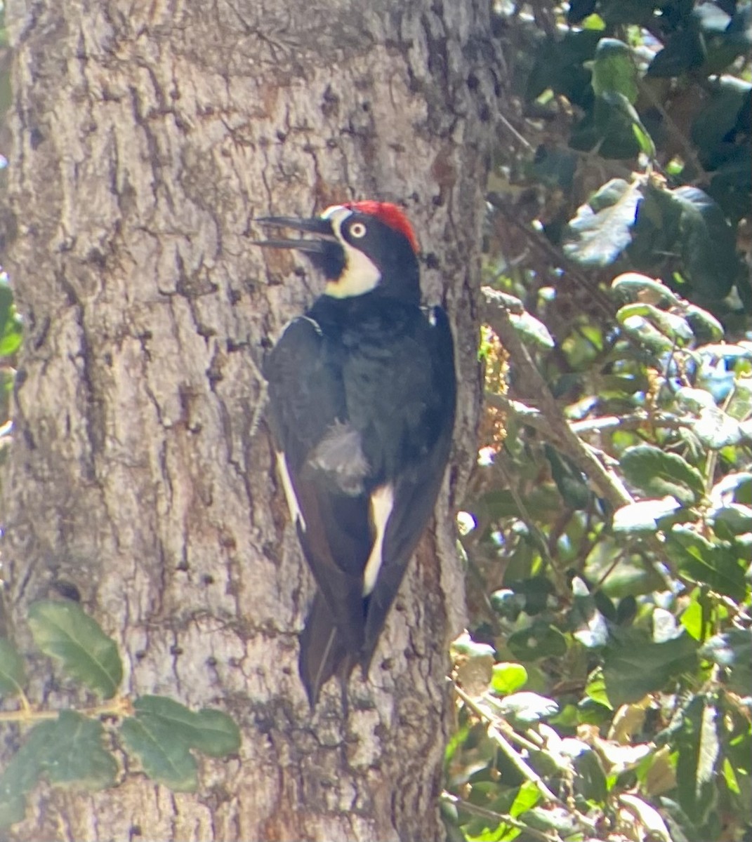 Acorn Woodpecker - ML620757297