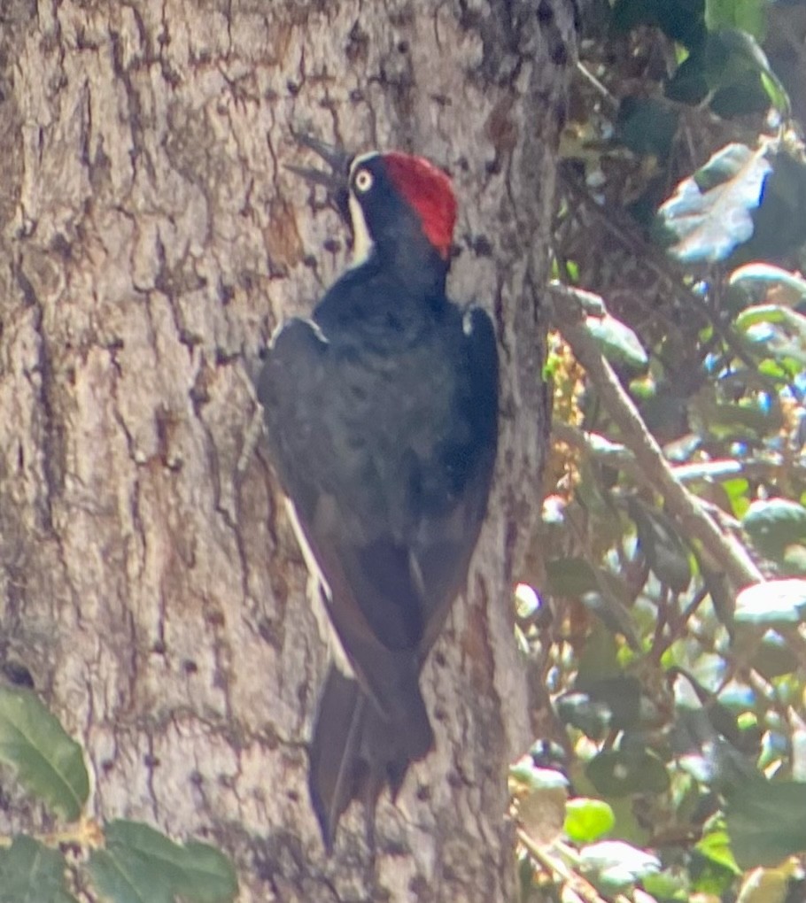 Acorn Woodpecker - ML620757299