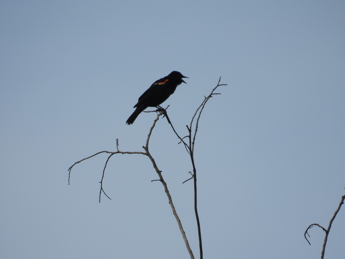 Red-winged Blackbird - ML620757300