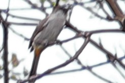 Sooty-headed Bulbul - ML620757303