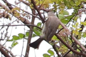 Sooty-headed Bulbul - Bert Frenz