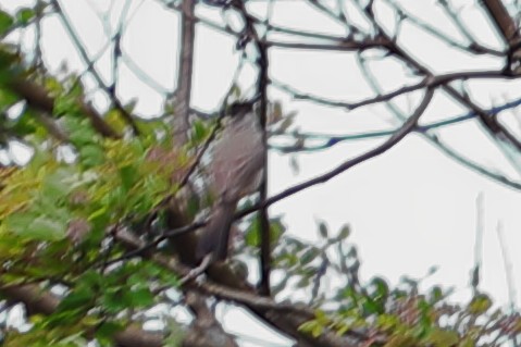 Sooty-headed Bulbul - ML620757305