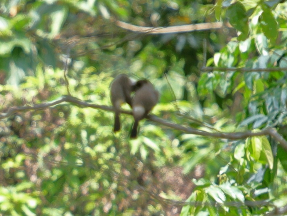 Sooty-headed Bulbul - ML620757307