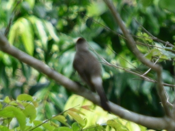 Sooty-headed Bulbul - ML620757309