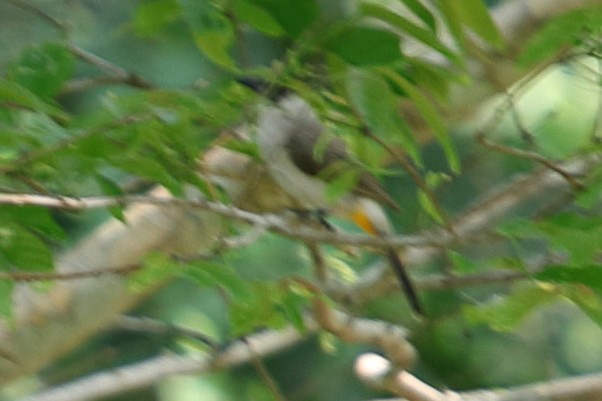 Sooty-headed Bulbul - ML620757310