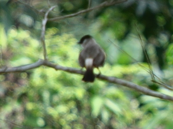 Sooty-headed Bulbul - ML620757312