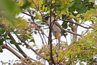 Sooty-headed Bulbul - ML620757314