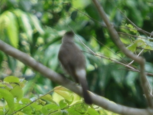 Sooty-headed Bulbul - ML620757315