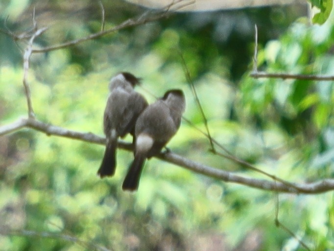 Sooty-headed Bulbul - ML620757316