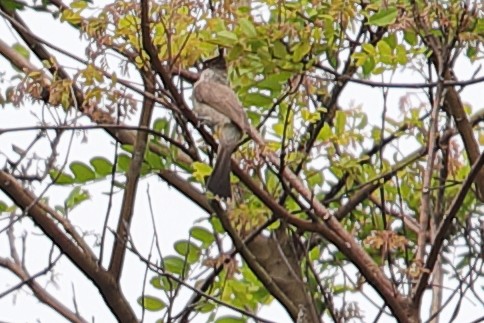 Sooty-headed Bulbul - Bert Frenz